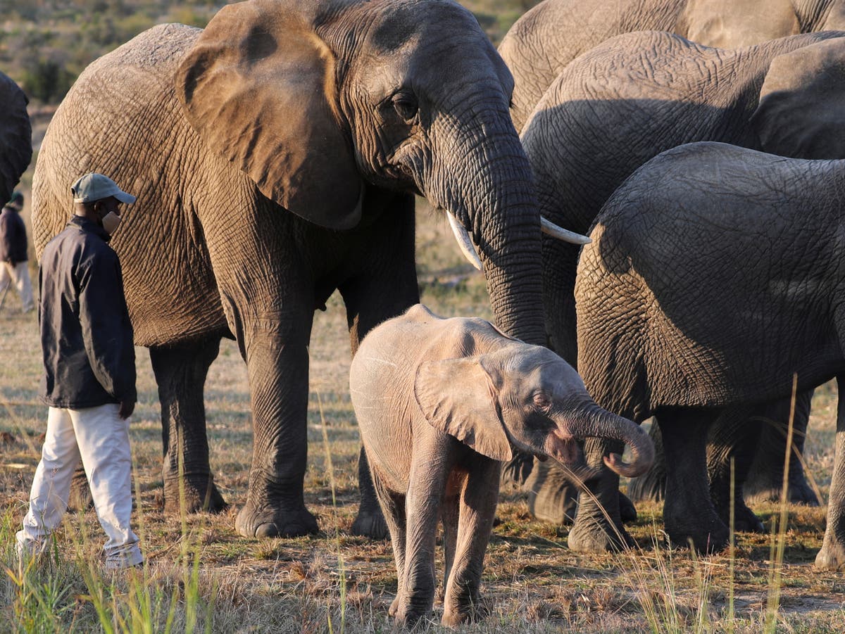 Albino elephant almost killed by snare beats odds to thrive