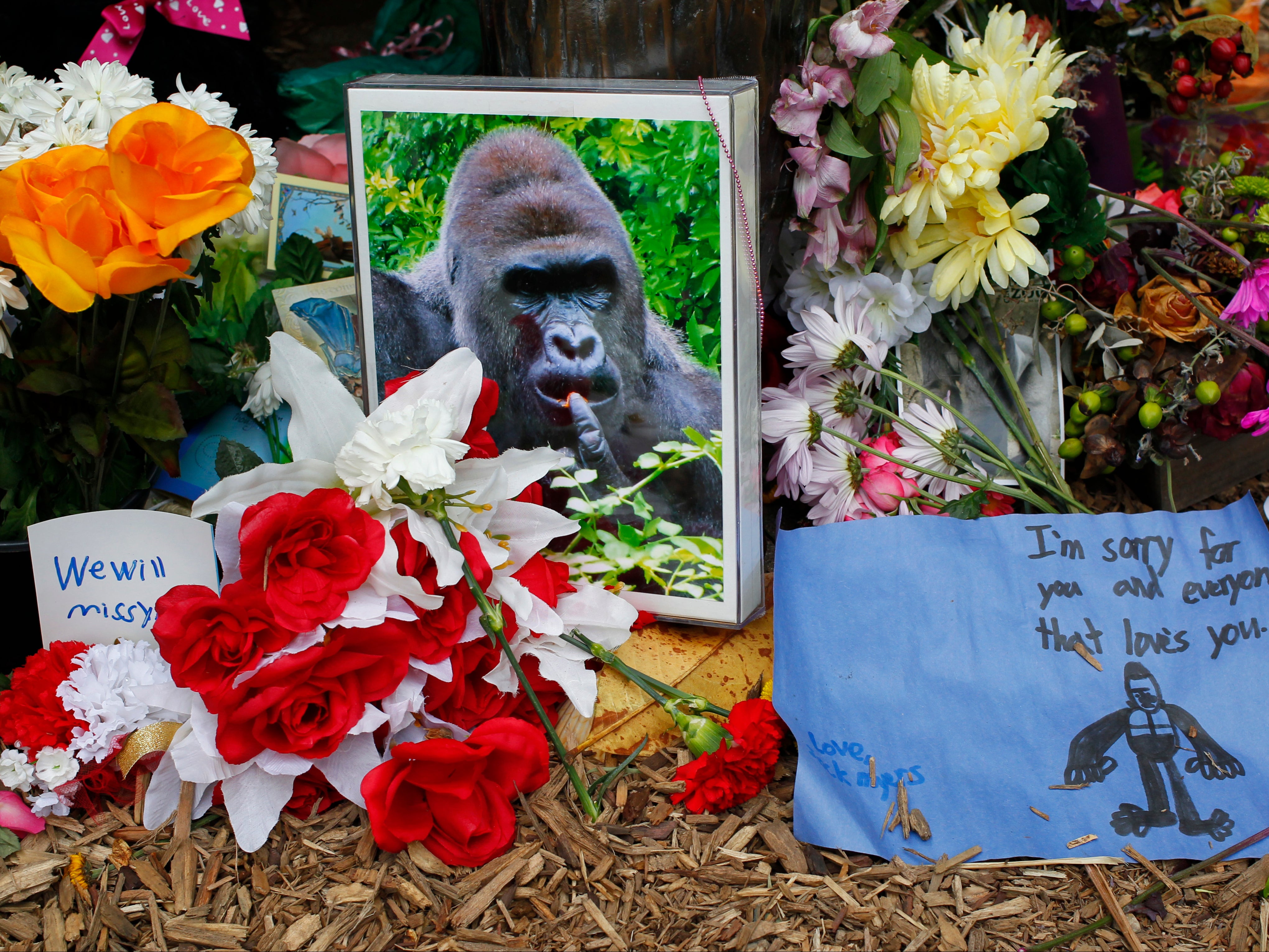 <p>Flowers lay around a bronze statue of a gorilla and her baby outside the Cincinnati Zoo’s Gorilla World exhibit days after Harambe the gorilla was shot dead after a boy fell into his enclosure, on  2 June 2016 in Cincinnati, Ohio</p>