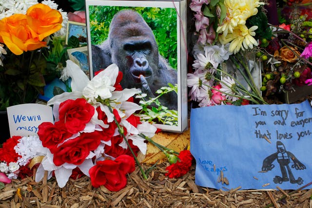 <p>Flowers lay around a bronze statue of a gorilla and her baby outside the Cincinnati Zoo’s Gorilla World exhibit days after Harambe the gorilla was shot dead after a boy fell into his enclosure, on  2 June 2016 in Cincinnati, Ohio</p>