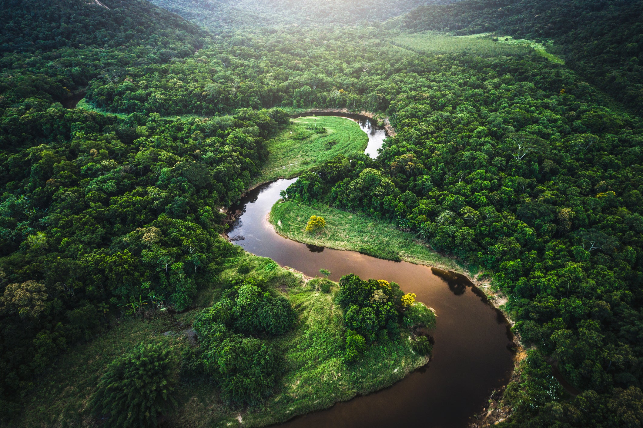 Chocolate from deforested rainforest is major source of carbon emissions