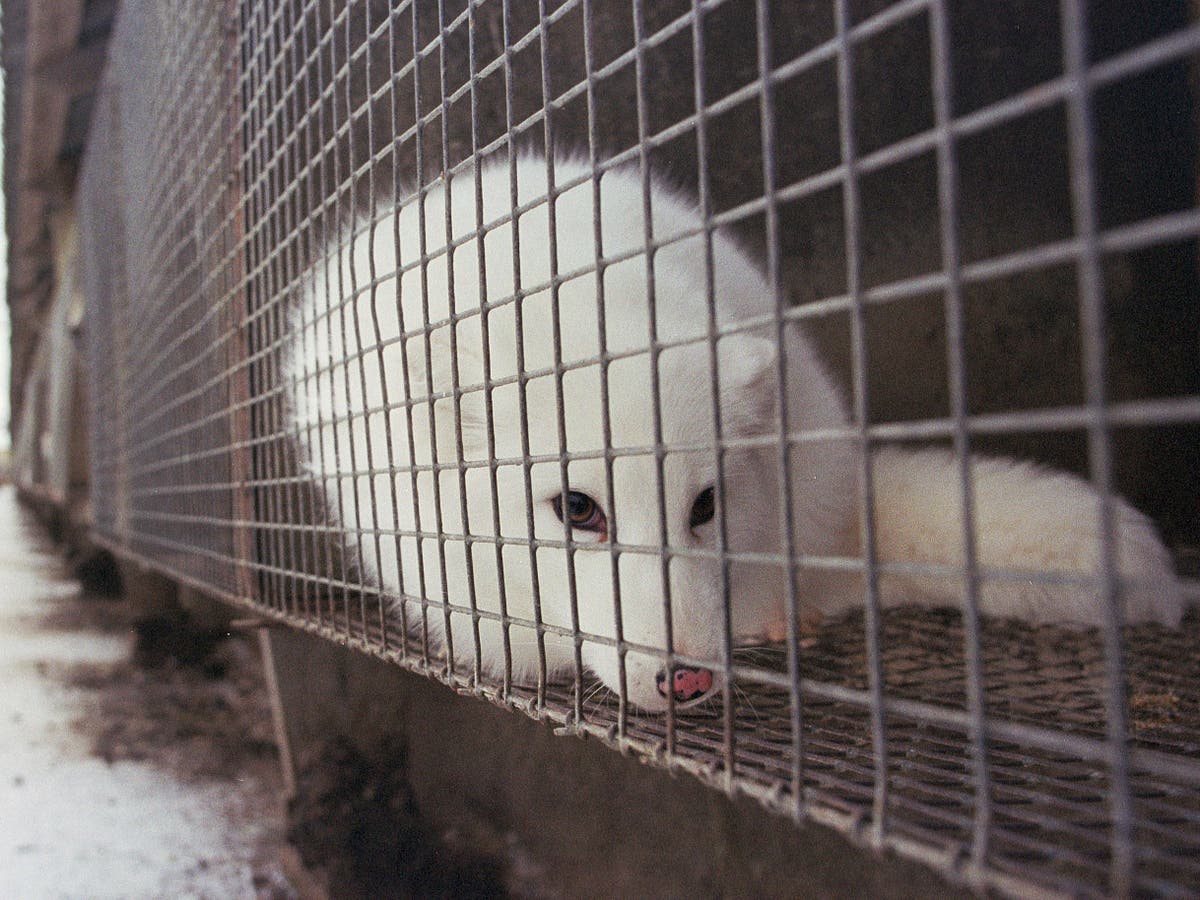 Real fur: Ban on imports and sales ‘will spare millions of animals’ as ministers call for evidence