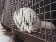 Real fur: Ban ‘will spare millions of animals’ as ministers take step towards outlawing imports and sales 