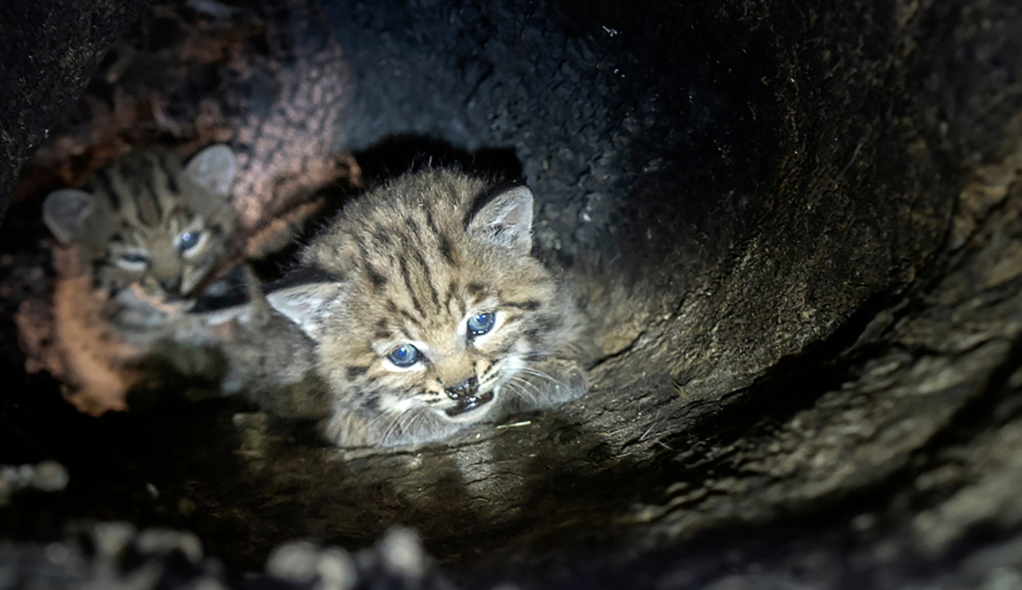Bobcat Kittens Southern California