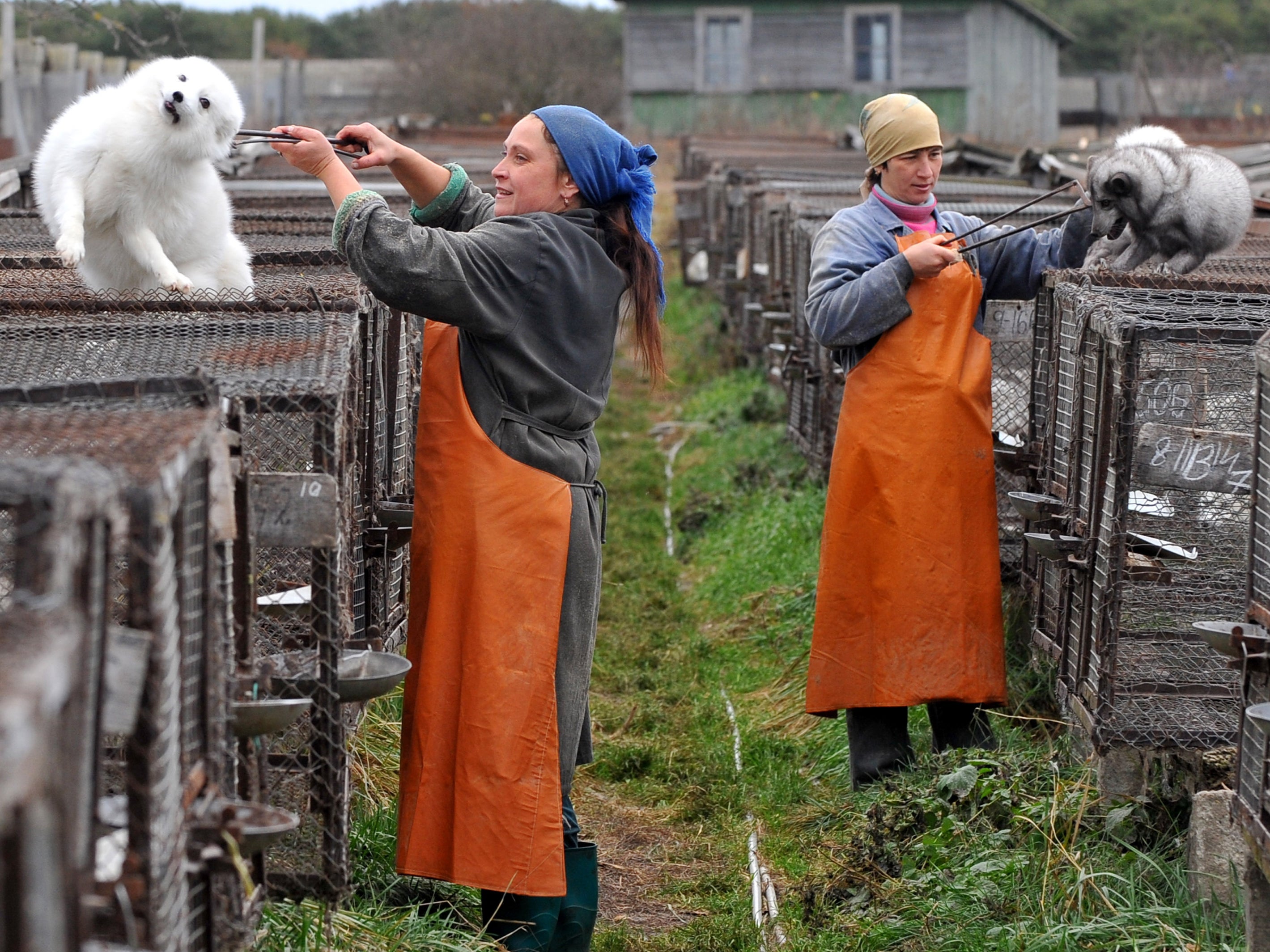 A fur farm near Minsk