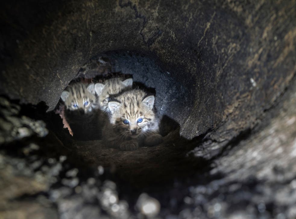 CALIFORNIA-LINCES