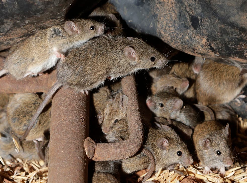 AUSTRALIA-PLAGA DE RATONES