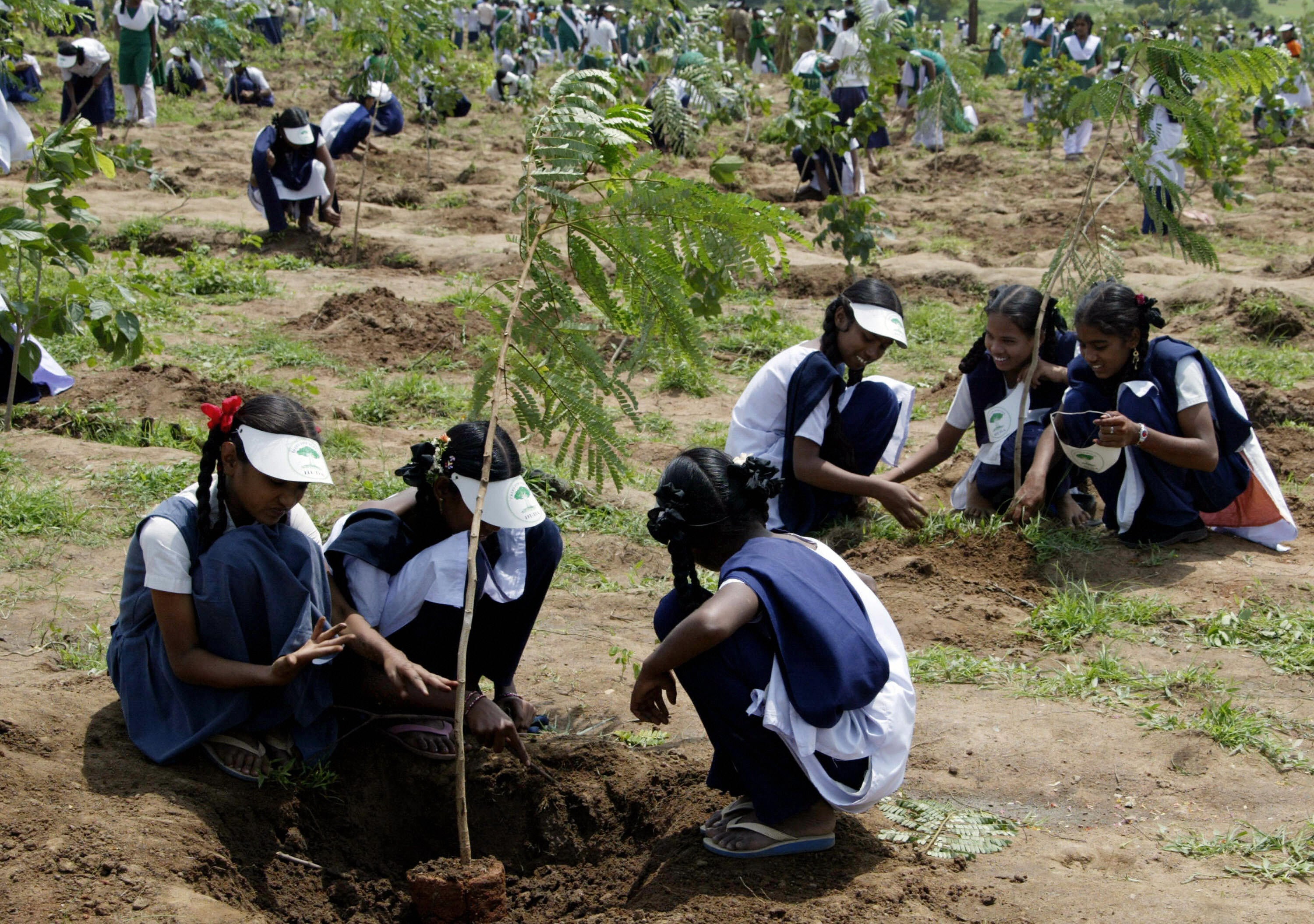 Humanity has cut down three trillion tree since we first started farming 13,000 years ago