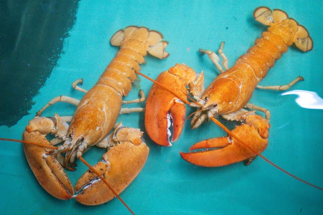 <p>Two rare orange Canadian lobsters settle into their new home at the National SEA LIFE Centre, Birmingham</p>