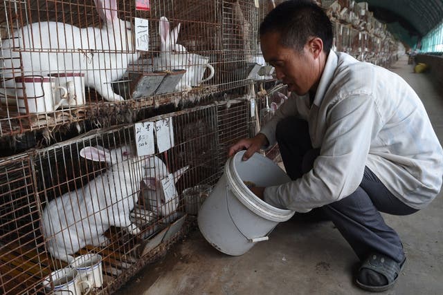 <p>A man feeds rabbits at a farm which breeds animals for fur in Zhangjiakou, in China’s Hebei province</p>