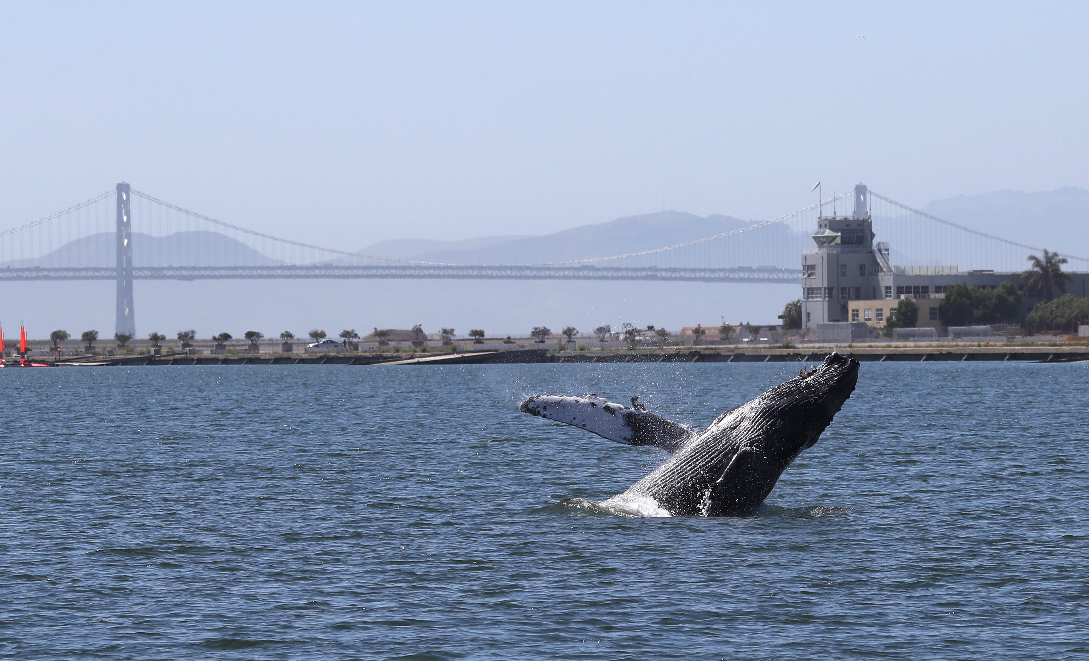 A humpback whale breaches in a lagoon in Alameda, California