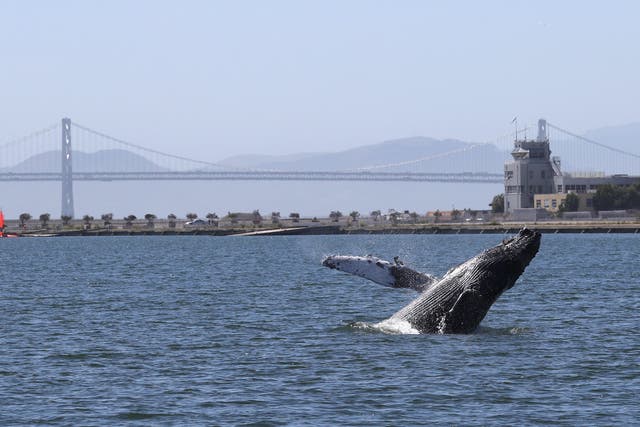 <p>A humpback whale breaches in a lagoon in Alameda, California</p>