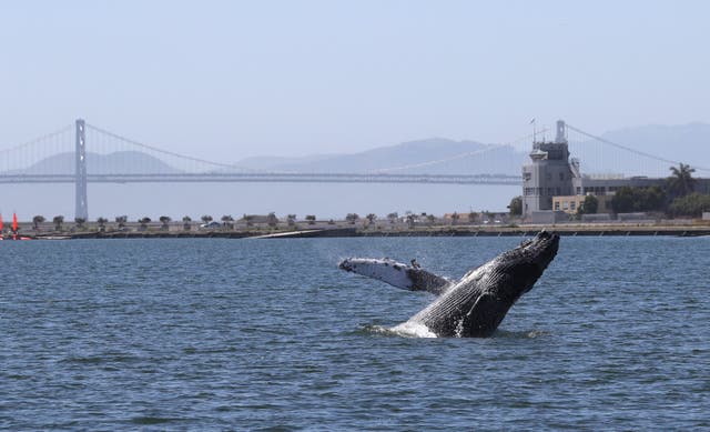 <p>A humpback whale breaches in a lagoon in Alameda, California</p>