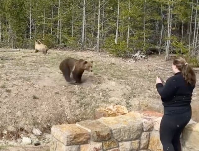 <p>Una mujer no identificada se acercó a una osa grizzly y sus dos cachorros</p>
