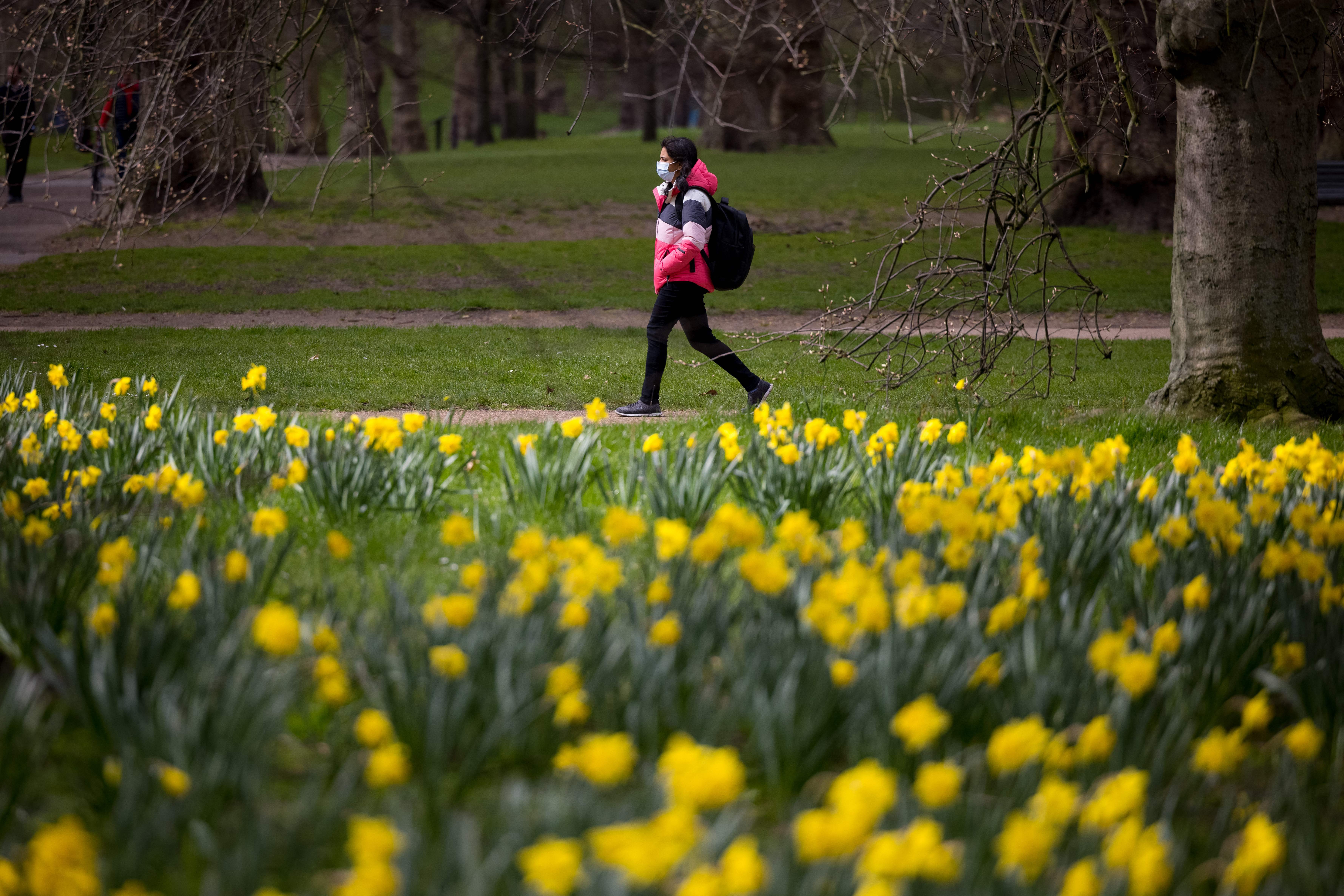 A woman wearing a face mask walks past daffodils in Green Park in central London