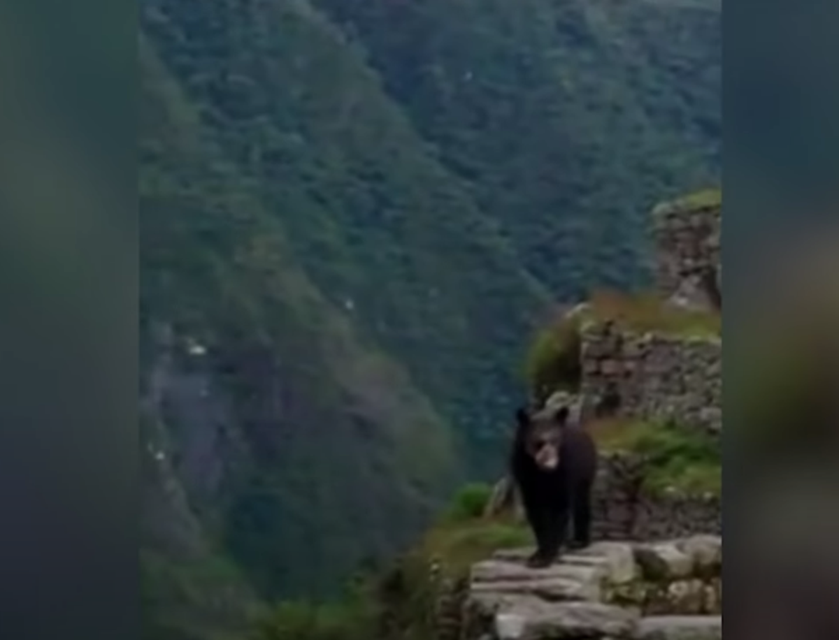 Rare Andean bears spotted near the Machu Picchu citadel in Peru