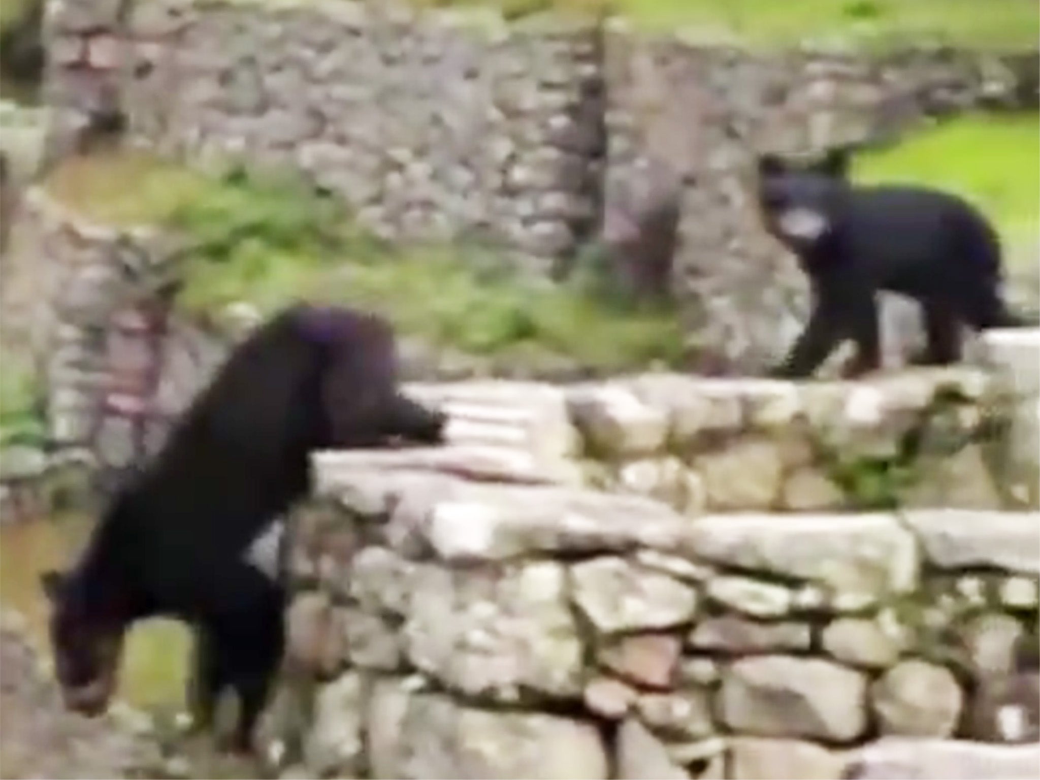 Rare Andean bears were filmed strolling around the slopes of Machu Picchu citadel in Peru
