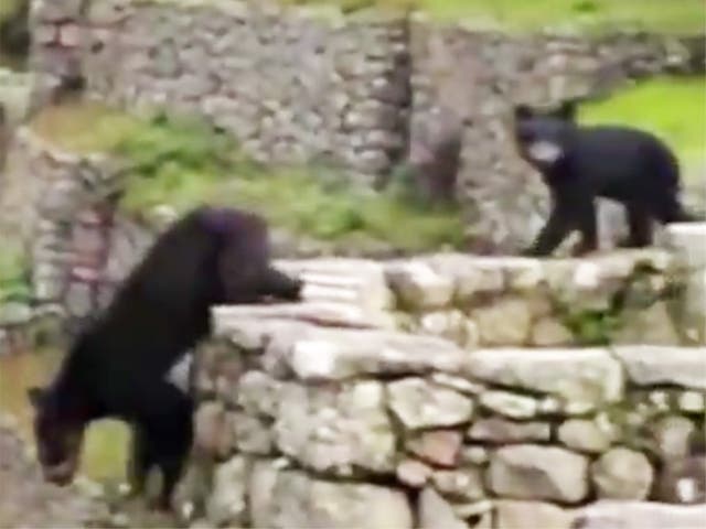 <p>Rare Andean bears were filmed strolling around the slopes of Machu Picchu citadel in Peru </p>