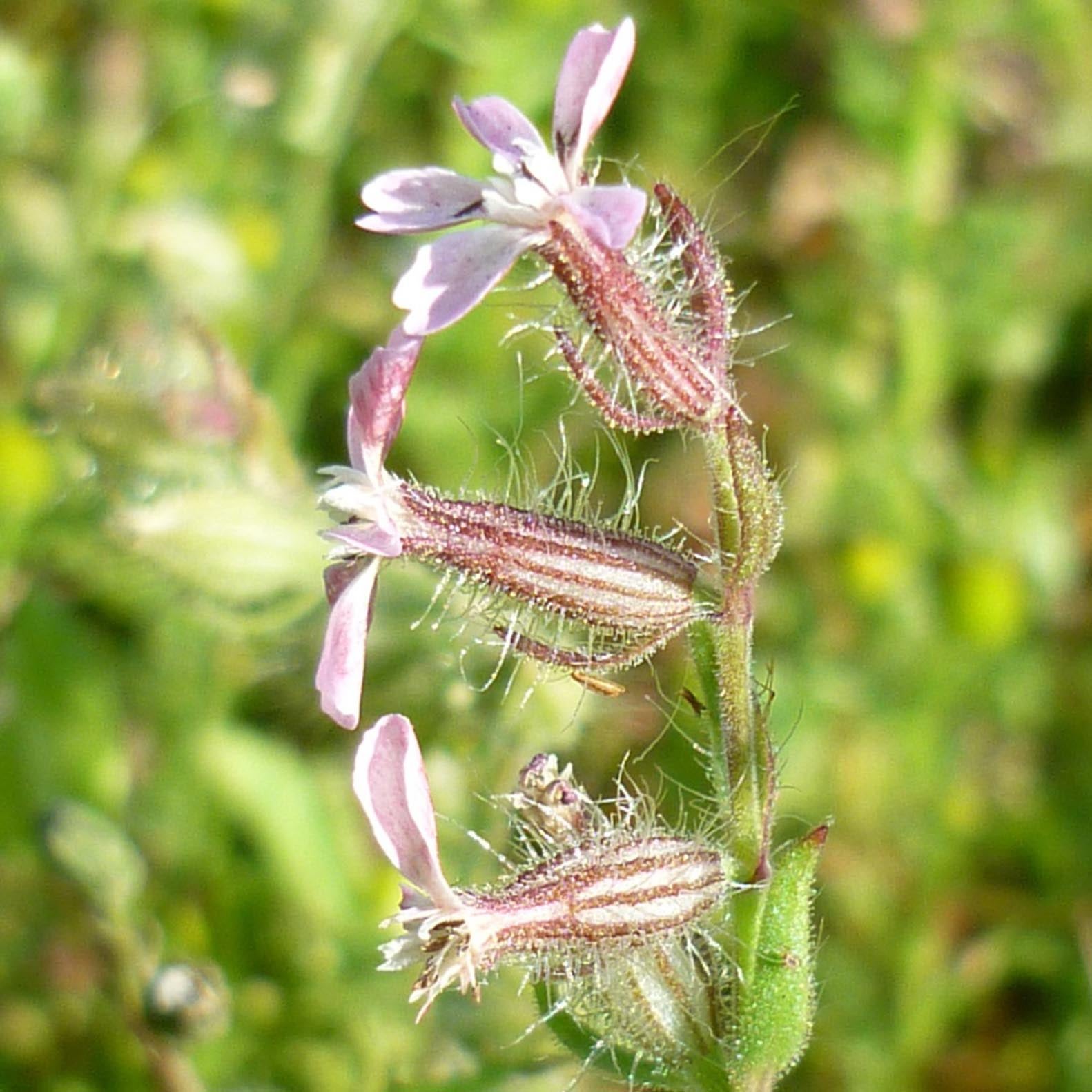 The small-flowered catchfly has pinkish-white flowers and is covered in sticky hairs. It is now only found in a small number of sites near the coasts of Wales and south-west England