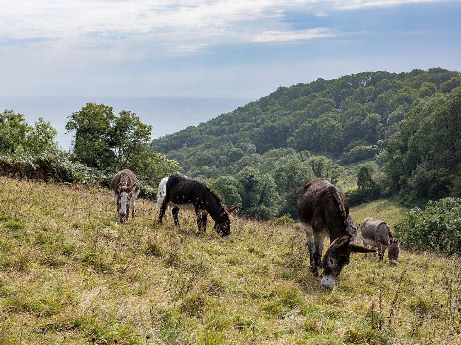 Wild gardening: Donkeys’ hooves can help boost the chances of the rare plants germinating