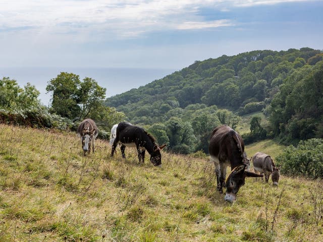 <p>Wild gardening: Donkeys’ hooves can help boost the chances of the rare plants germinating</p>