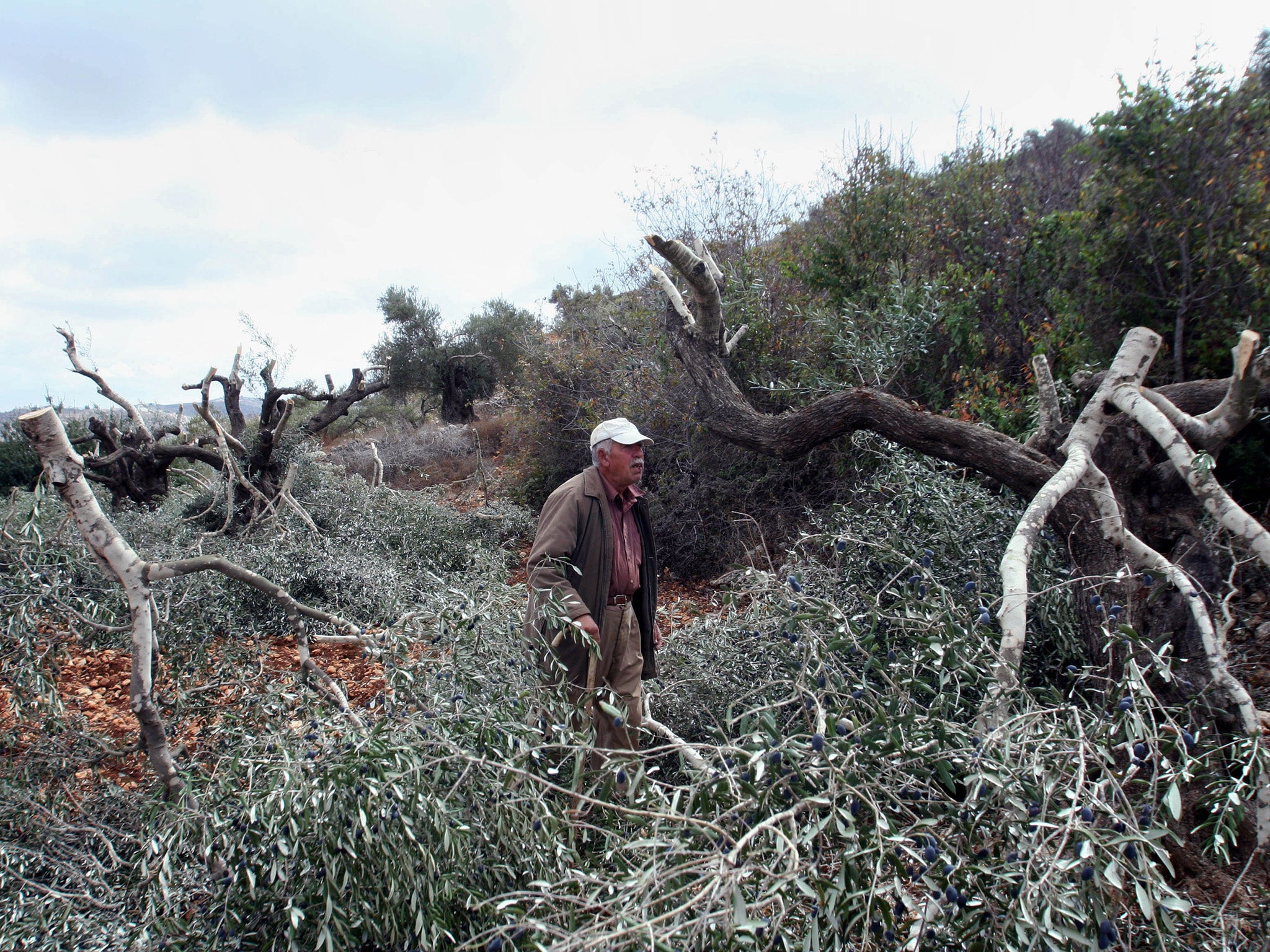 A Palestinian olive farmer checks damage to his olive trees that were allegedly cut down by Israelis from a settlement nearby