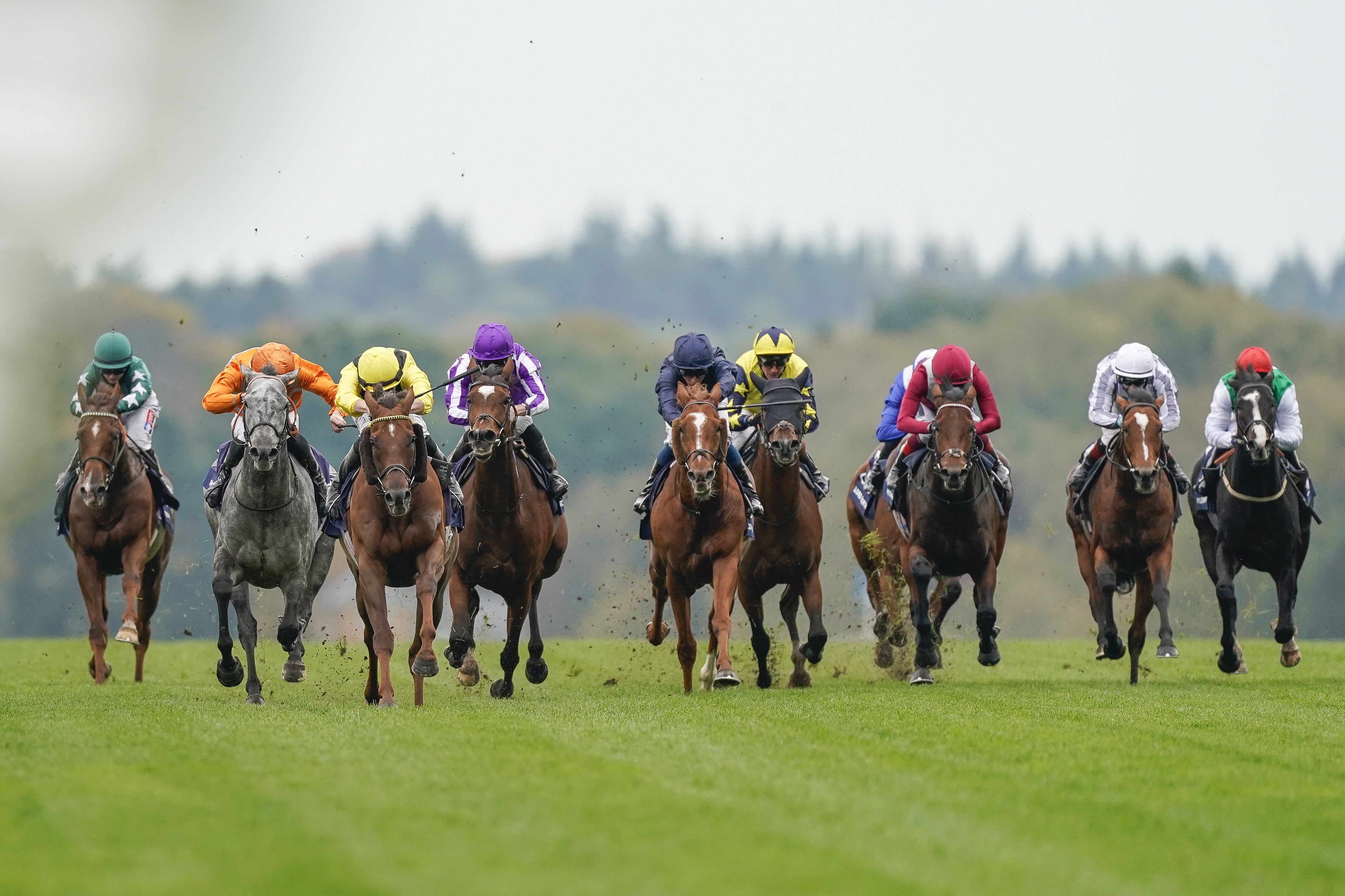 Skalleti (grey horse) will try to go one better in this year's Qipco Champion Stakes at Ascot