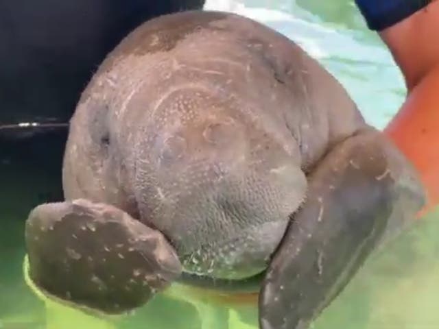 <p>A baby manatee being cared for at Sea World, Florida</p>