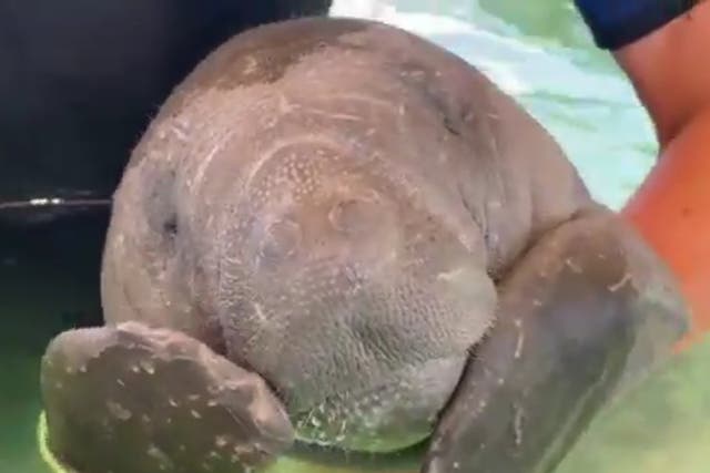 <p>A baby manatee being cared for at Sea World, Florida</p>