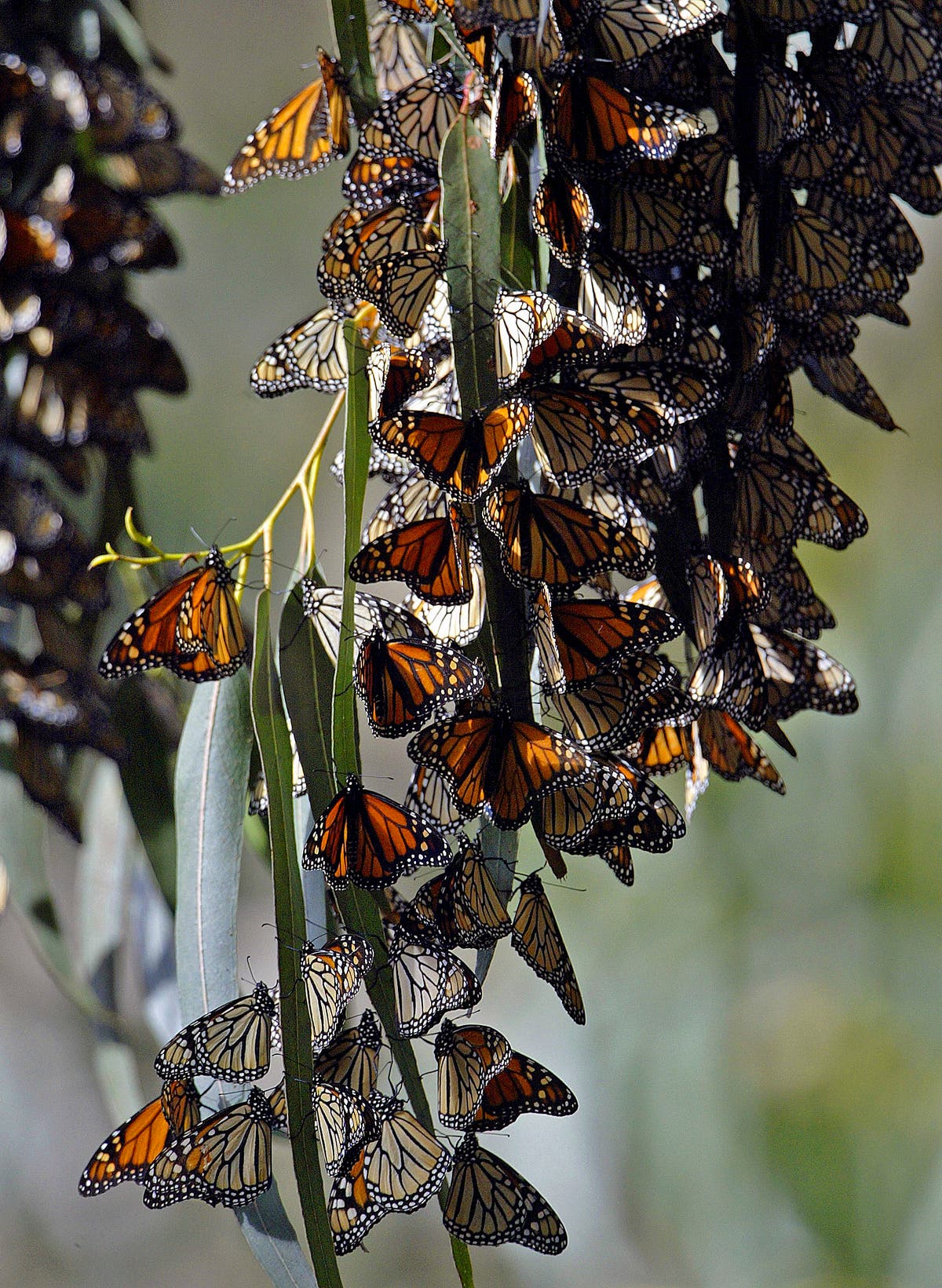 Milkweed planted in California to help monarch butterflies