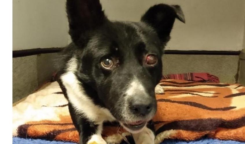 Jake, the Border Collie, in the care of SSPCA