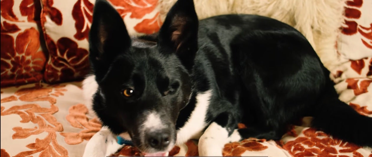 Jake is now very loving and loves to play with his fosterer inspector Mark Greener