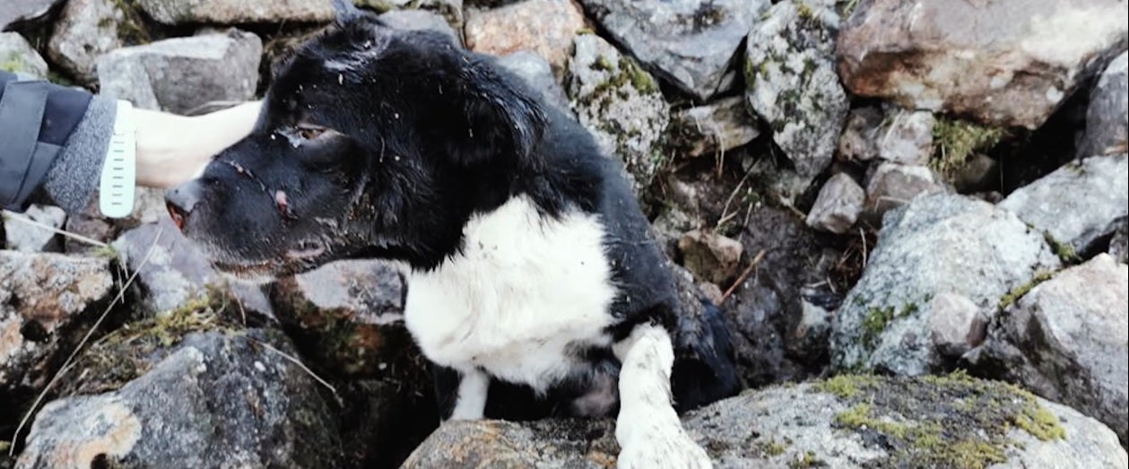 The moment when a dog was discovered from under the pile of rocks
