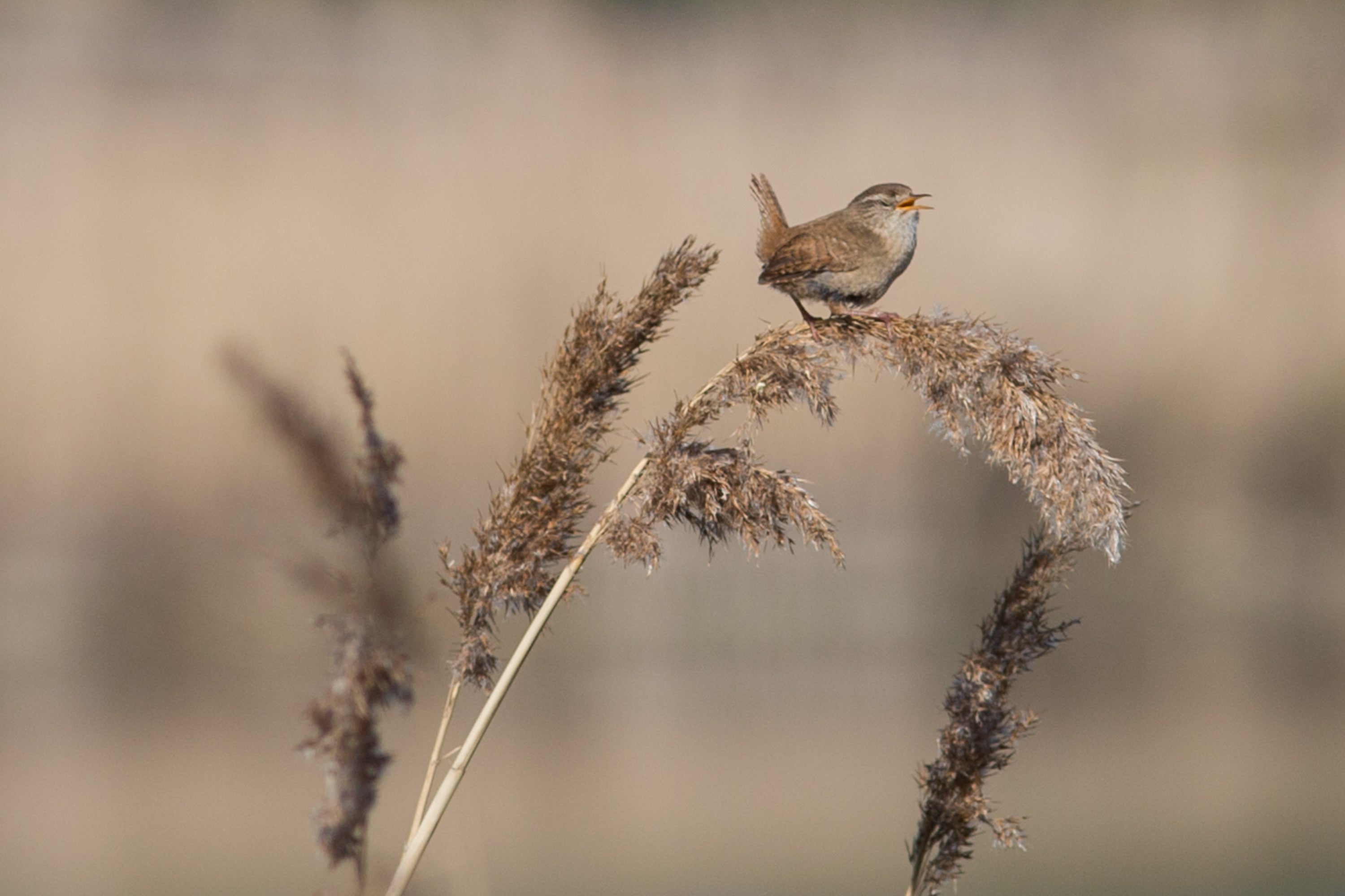 A Wren stands on a reed at Woodberry Wetlands in the Borough of Hackney in London, England