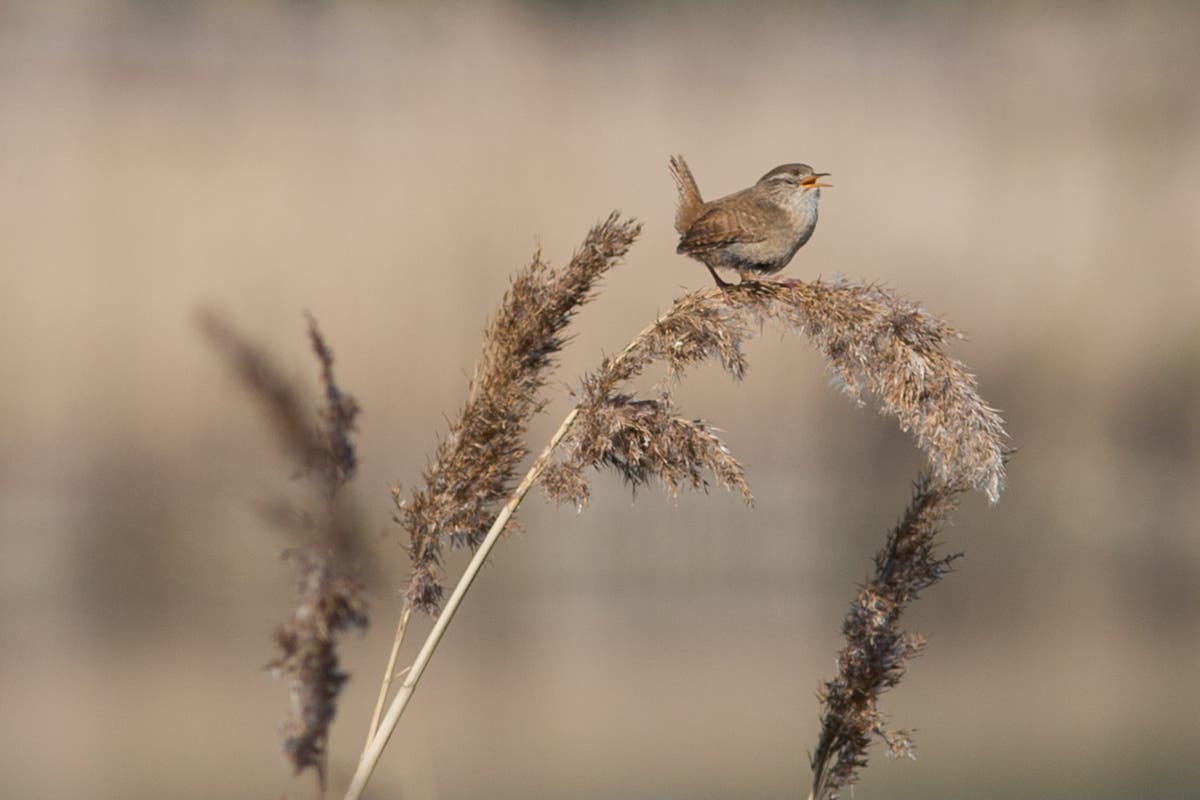 Duetting wrens mute music-making parts of their partner&rsquo;s brains to stay in sync, says study