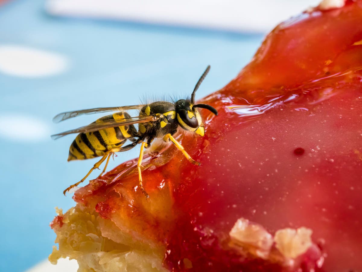 Why we should learn to love wasps and other garden pests