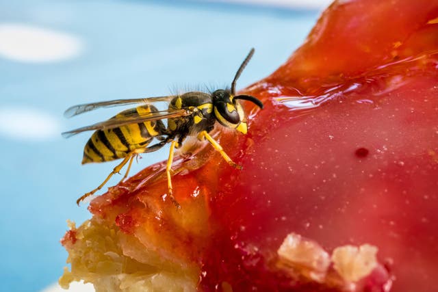 A wasp on a piece of cake