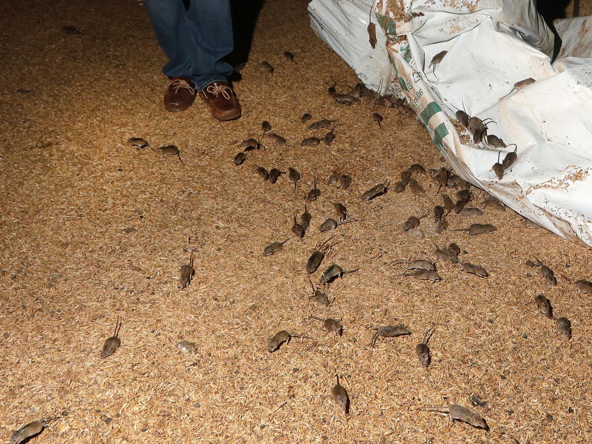 Australia mouse plague: Rodent poison kills flock of galahs and other native species