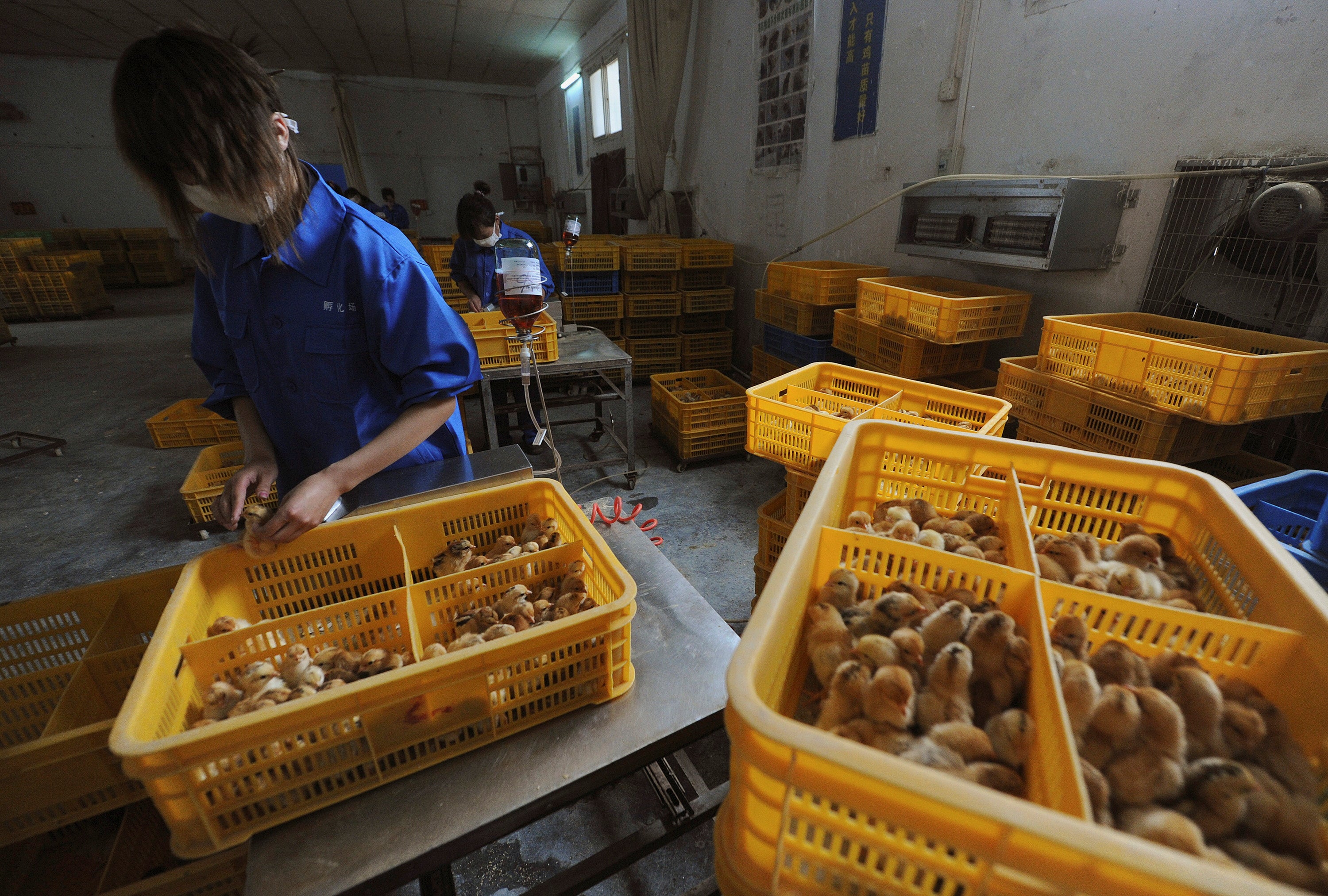 File: Workers vaccinate chicks with the H9 bird flu vaccine at a farm in Changfeng county, Anhui province, 14 April 2013