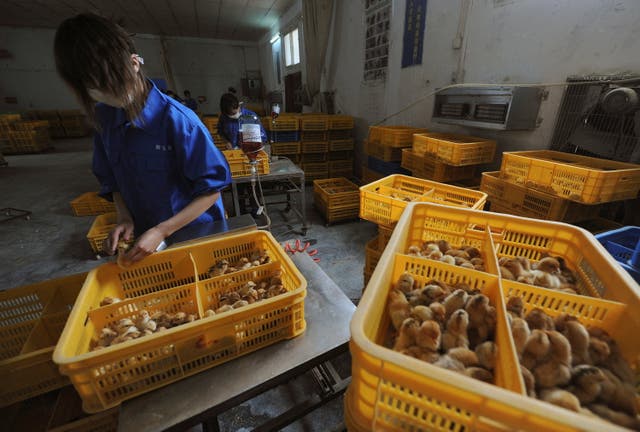 <p>File:  Workers vaccinate chicks with the H9 bird flu vaccine at a farm in Changfeng county, Anhui province, 14 April 2013</p>