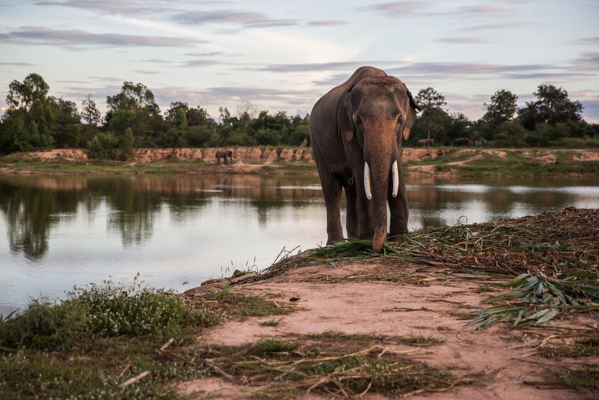 Weâ€™re clamping down on the ivory trade, but is it too late for elephants?