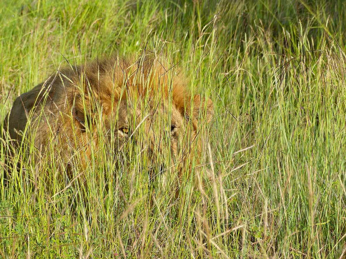 Is it a Lion sizing you up as lunch? Or just an optical illusion? Best to assume it’s a lion