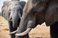 British tourist among two killed by elephant at Zambian national park
