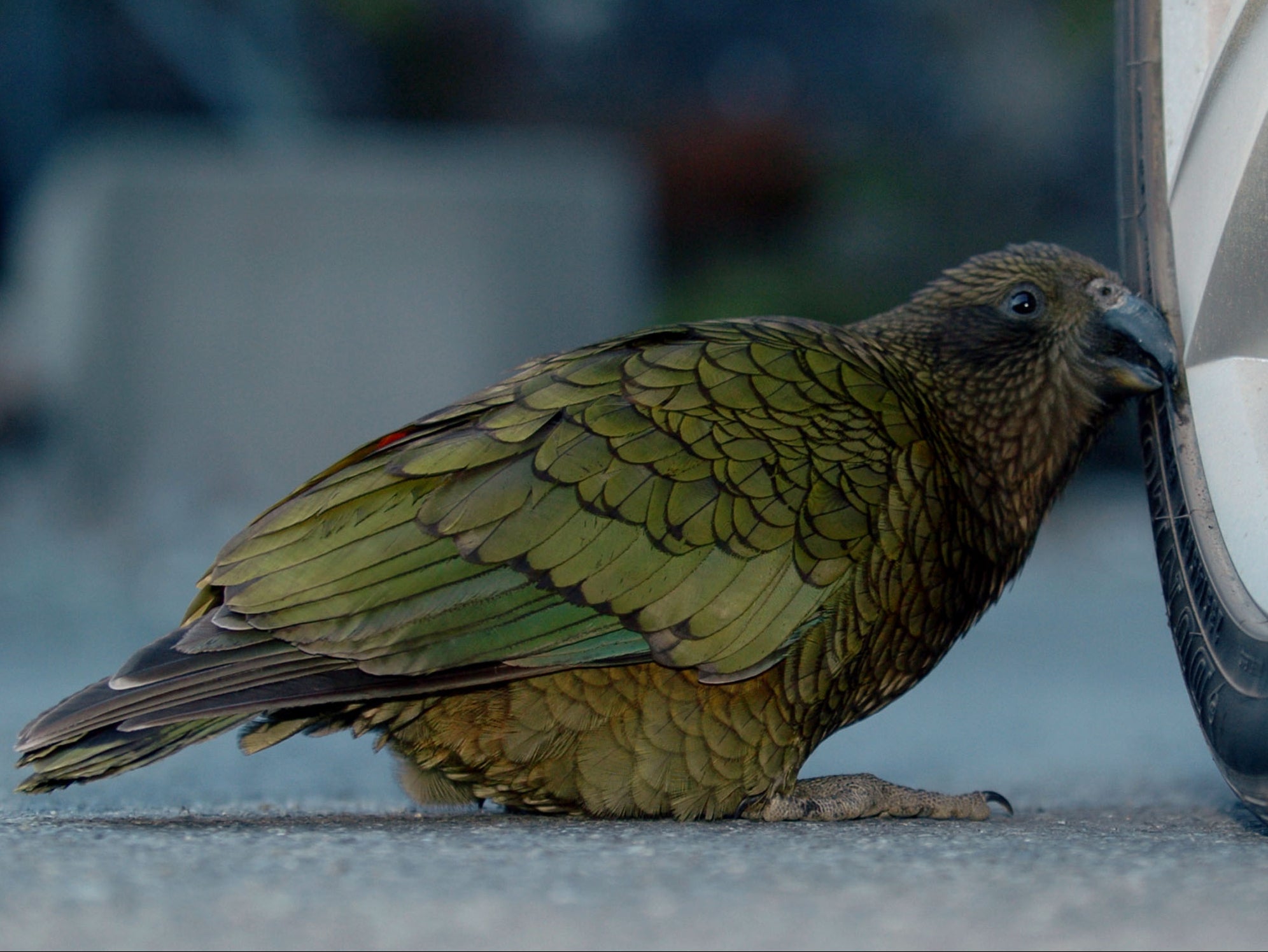 A Kea (Nestor Notabilis) pecks at a car tyre in North Canterbury on the South Island of New Zealand