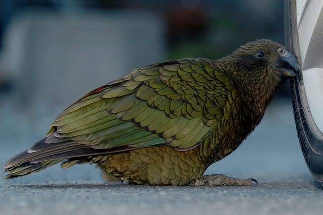 <p>A Kea (Nestor Notabilis) pecks at a car tyre in North Canterbury on the South Island of New Zealand</p>