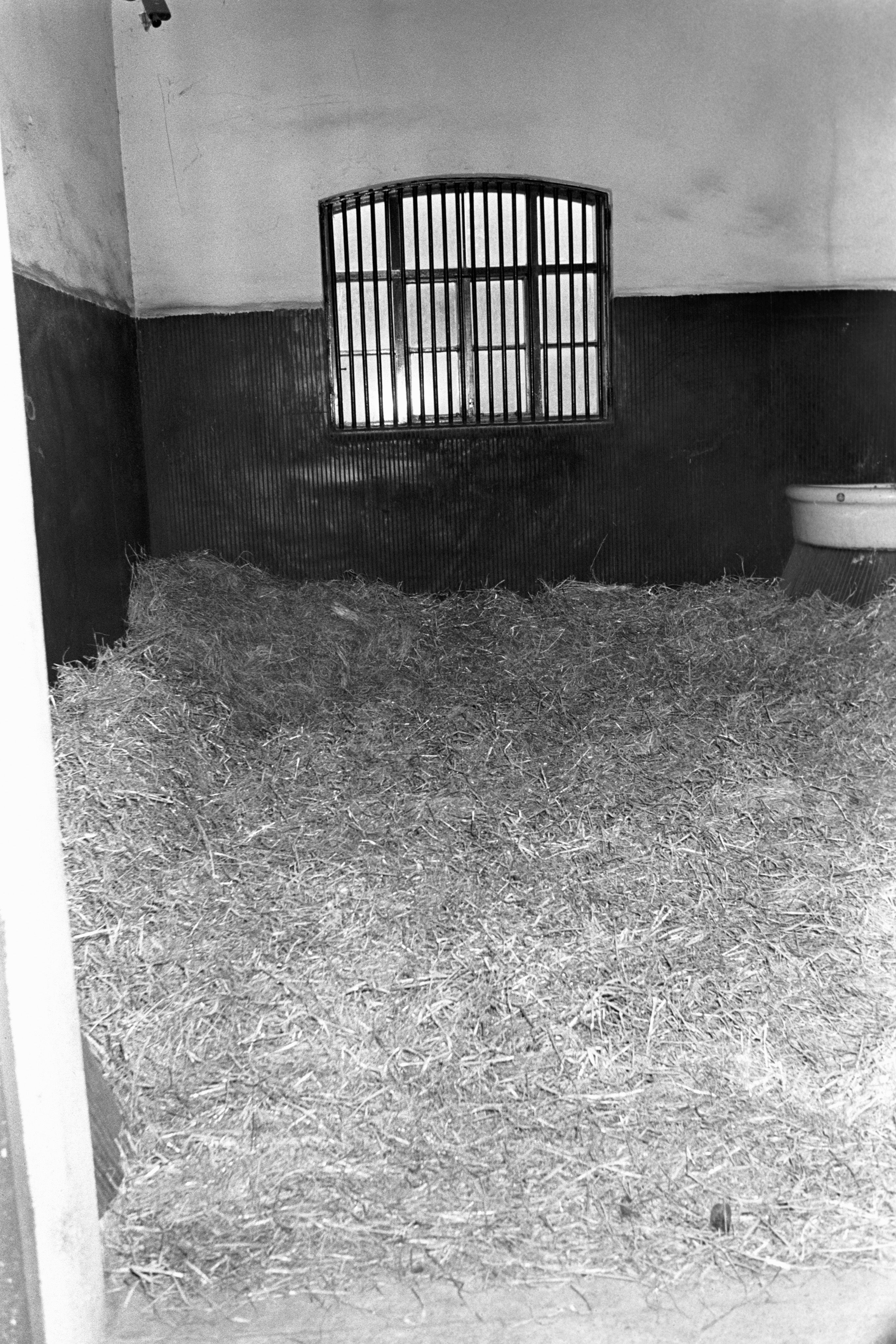 Image of Shergar’s empty stable box where was taken from on February 8, 1983 at the Aga Khan's stud farm in Ballymany, County Kildare