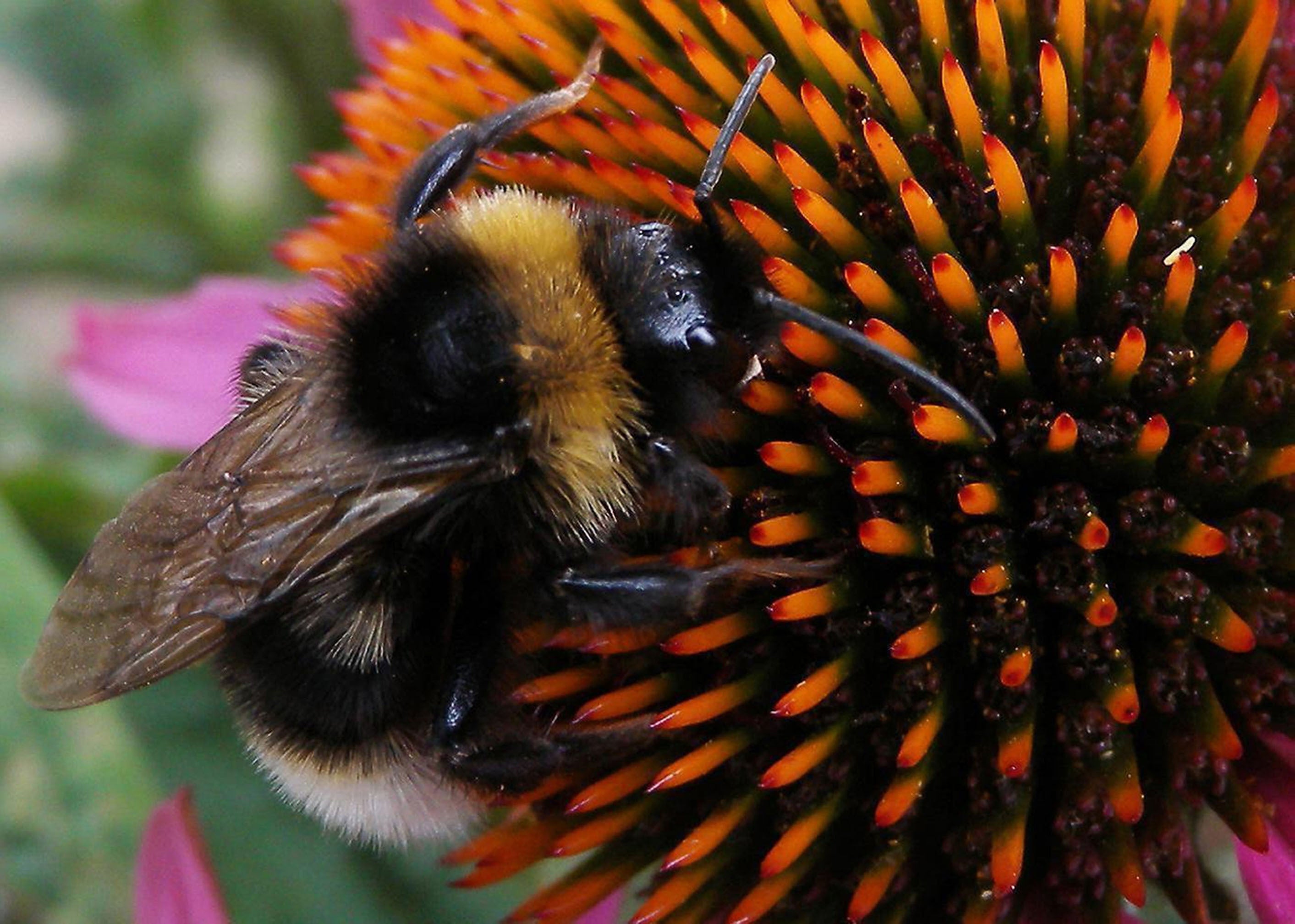 The warmer temperatures are negatively impacting the vital pollinators