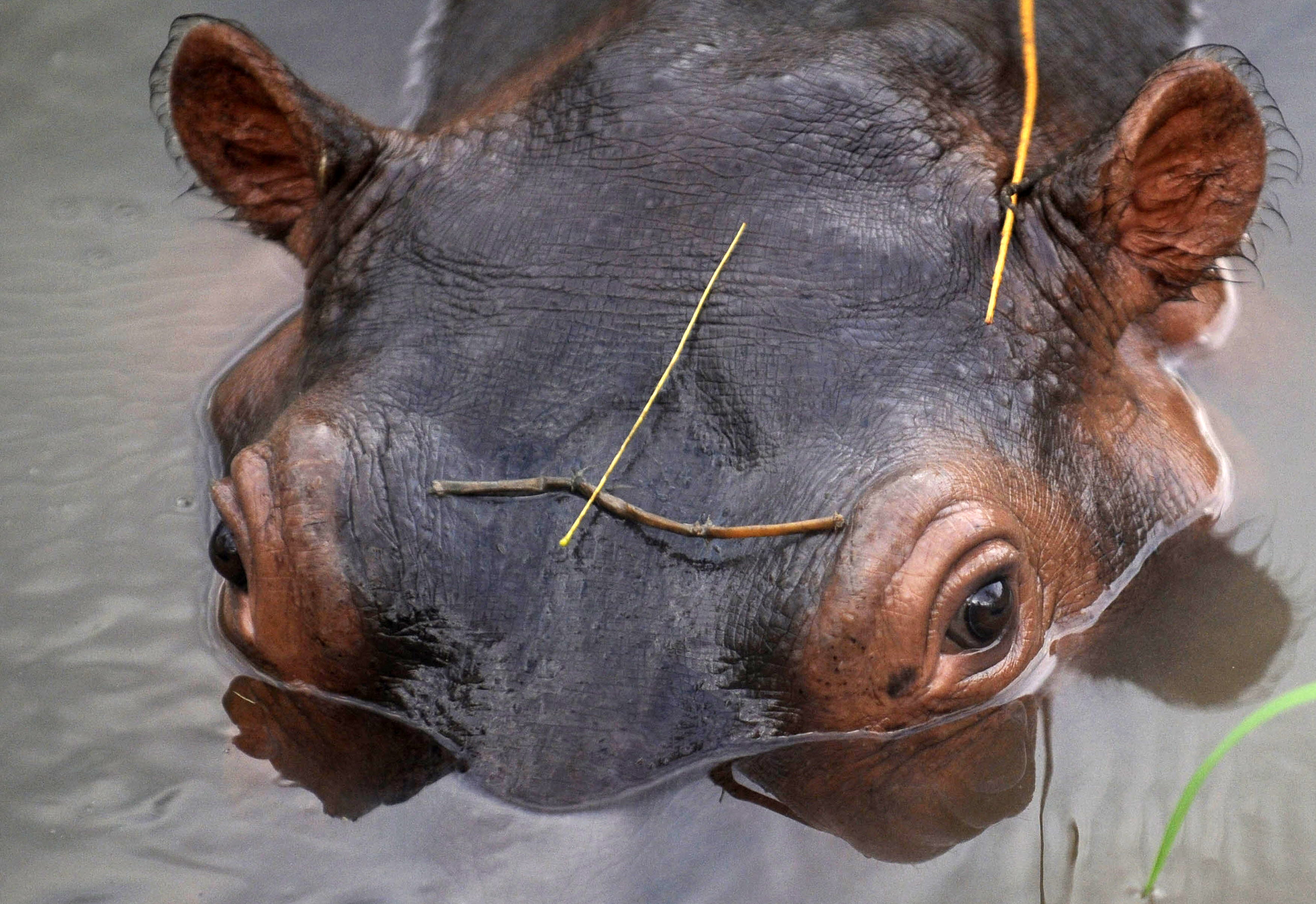 Climate change is adding to the threats to hippos natural habitat