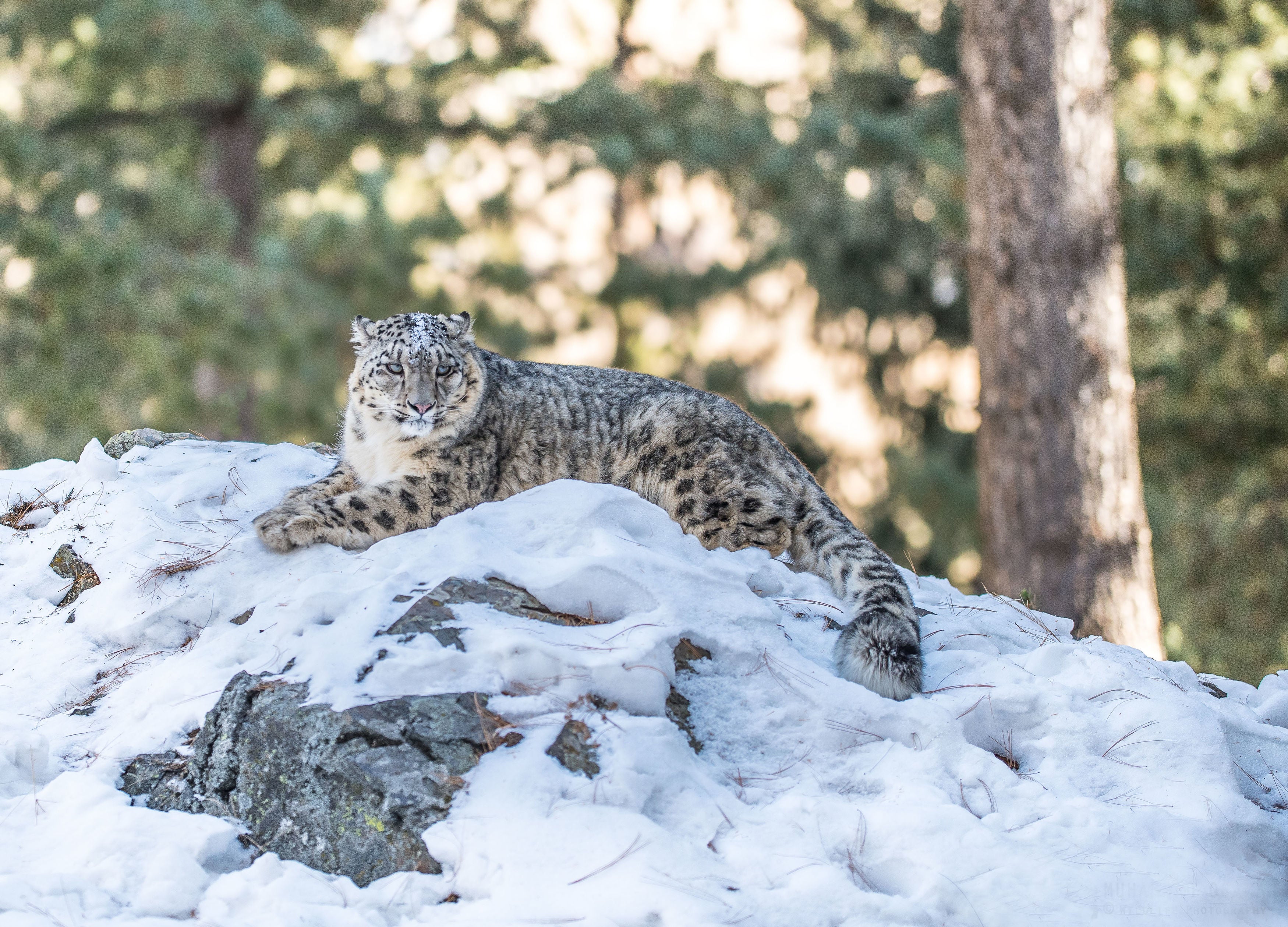 Wildlife ranging from bluebells and bumblebees to snow leopards (pictured) and emperor penguins is under threat from climate change, say the WWF