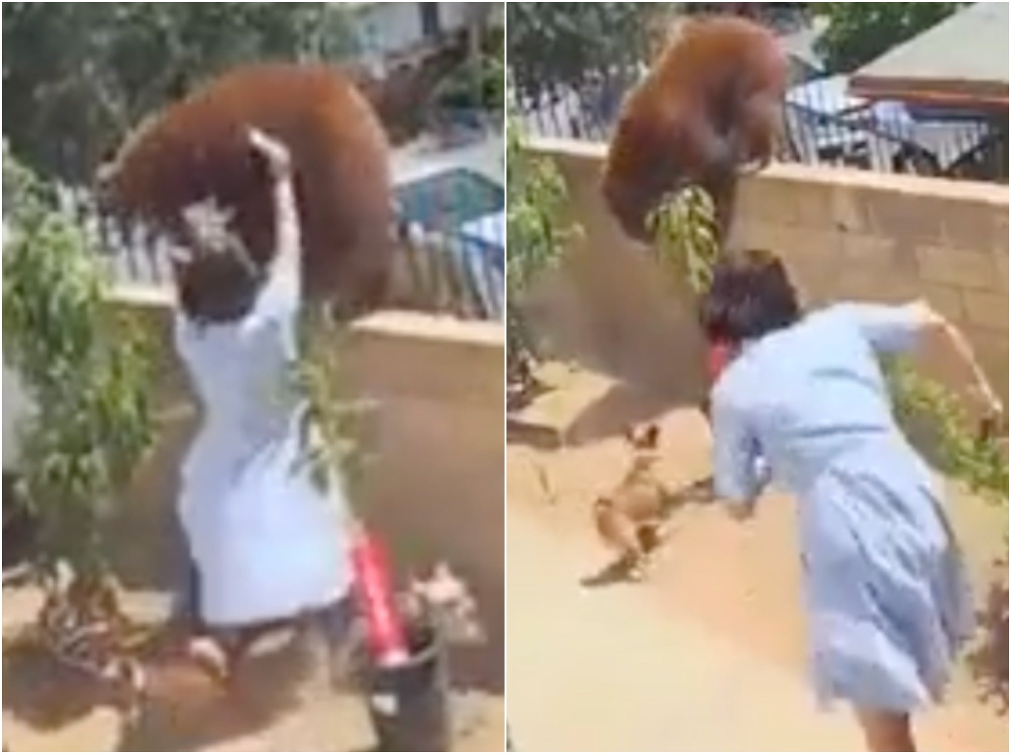 ‘Who pushes a bear?’ Teenager who fought off animal reveals what really happened in viral video