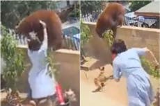 ‘Who pushes a bear?’ Teenager who fought off animal reveals what really happened in viral video